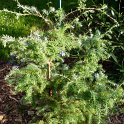 Chamaecyparis pisifera 'Squarrosa'